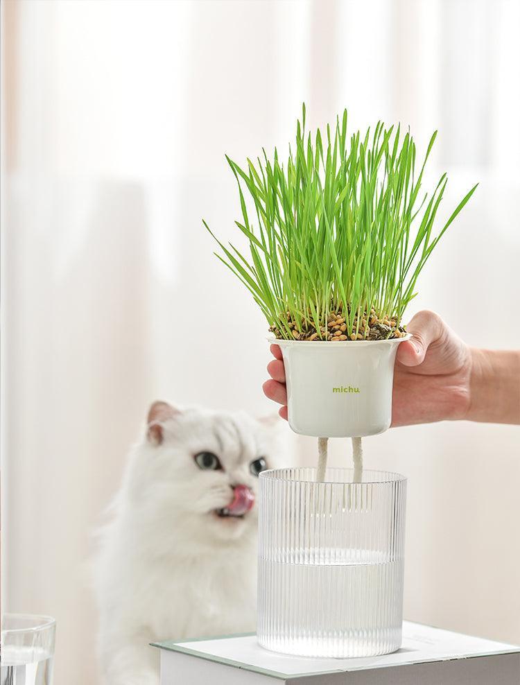 MICHU All-in-One Soil-Free Cat Grass Grow Kit with Australian Seed and Mulch, Made in Australia - Image 10