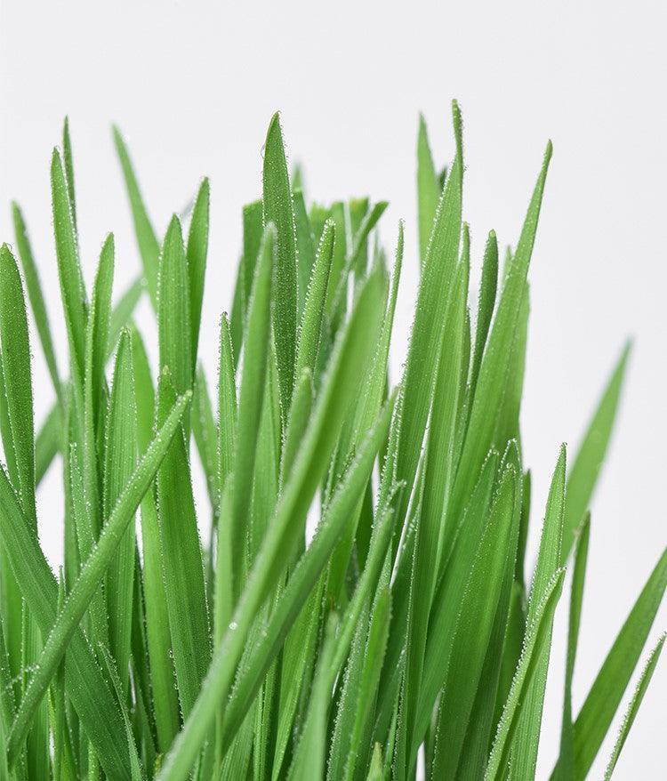 MICHU All-in-One Soil-Free Cat Grass Grow Kit with Australian Seed and Mulch, Made in Australia - Image 12