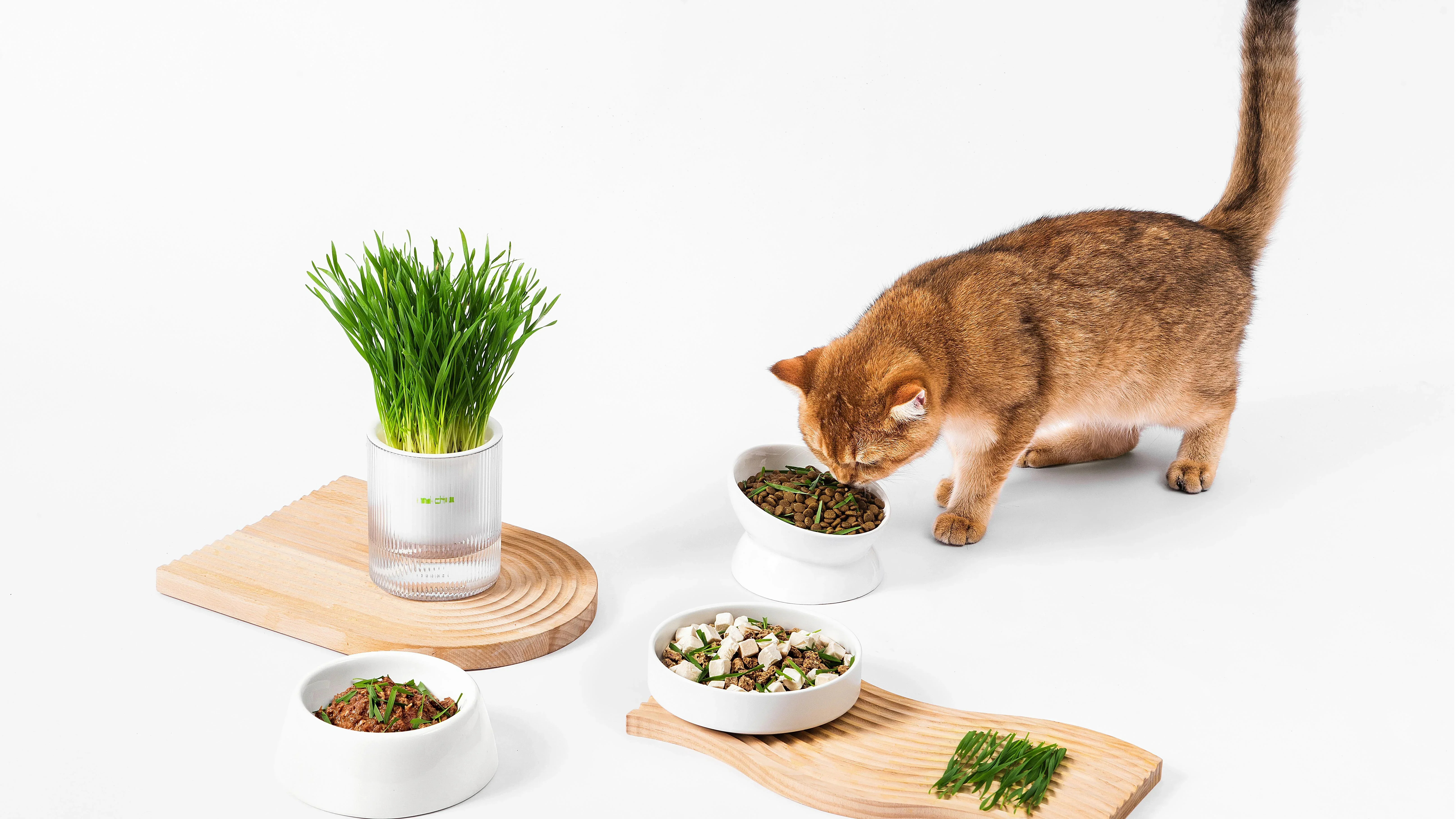 MICHU All-in-One Soil-Free Cat Grass Grow Kit with Australian Seed and Mulch, Made in Australia - Image 8
