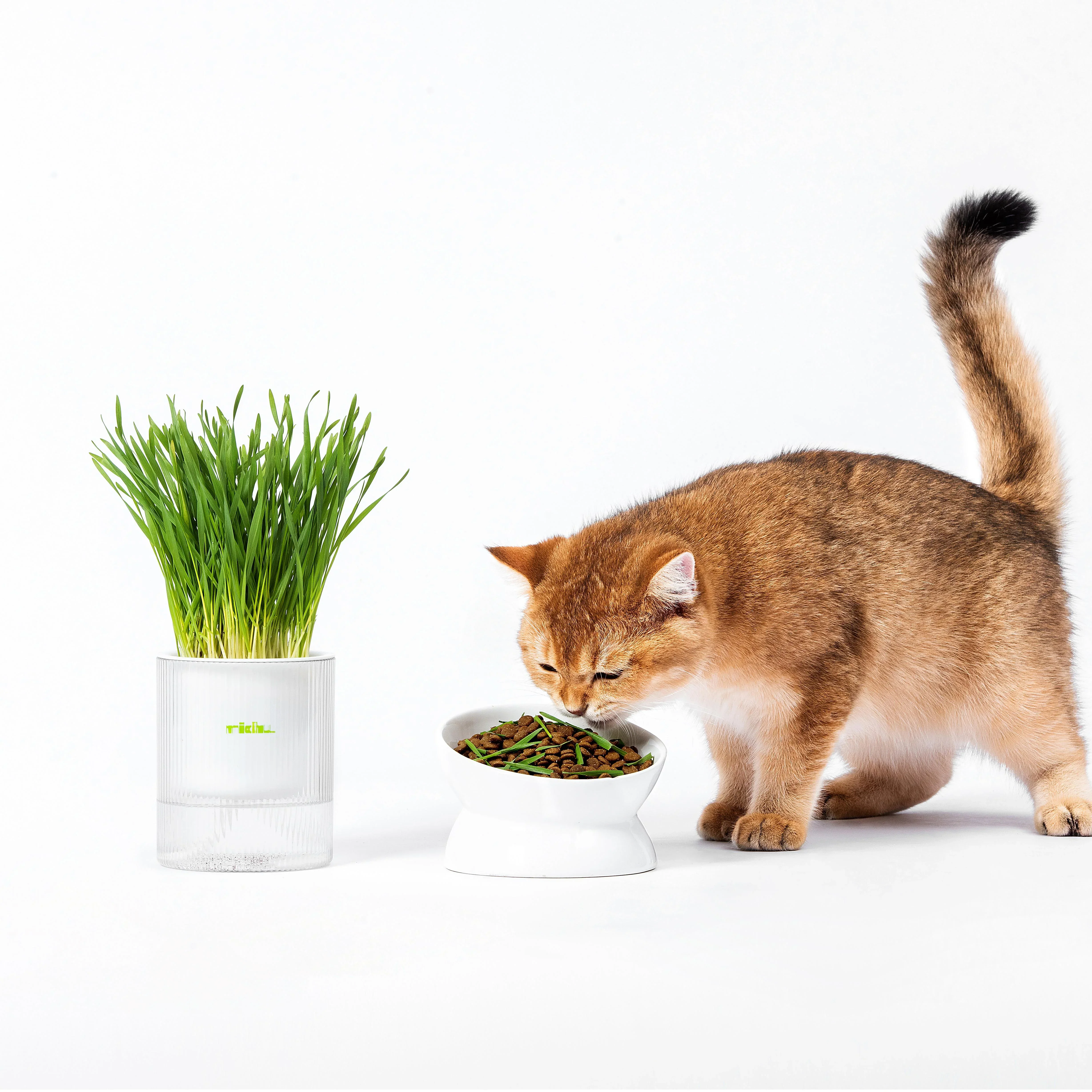 MICHU All-in-One Soil-Free Cat Grass Grow Kit with Australian Seed and Mulch, Made in Australia - Image 9