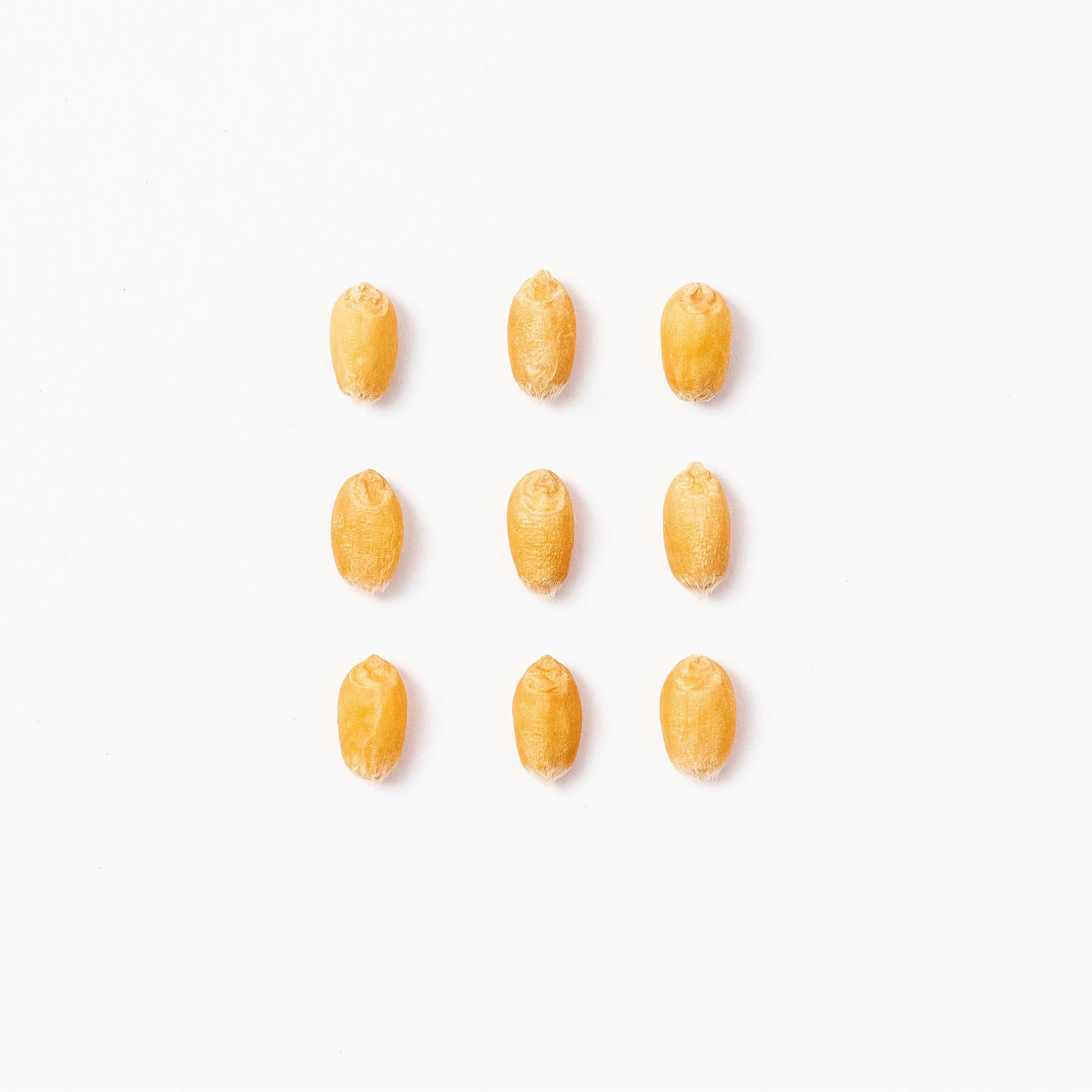 Michu Cat Grass Seed Replacement Pack - The Ultimate Solution for Lush and Healthy Cat Grass Growth in Australia - Image 10