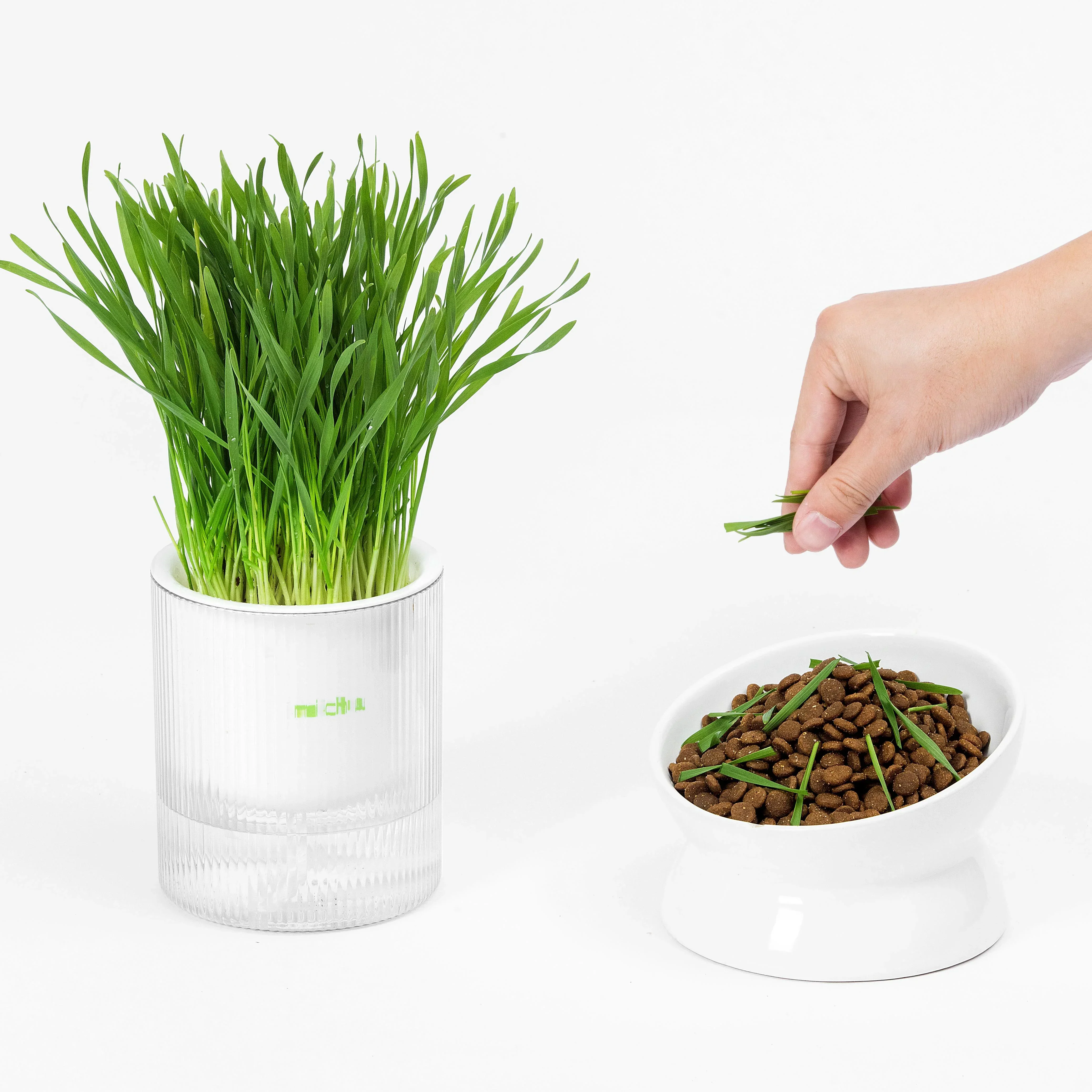 MICHU All-in-One Soil-Free Cat Grass Grow Kit with Australian Seed and Mulch, Made in Australia - Image 6