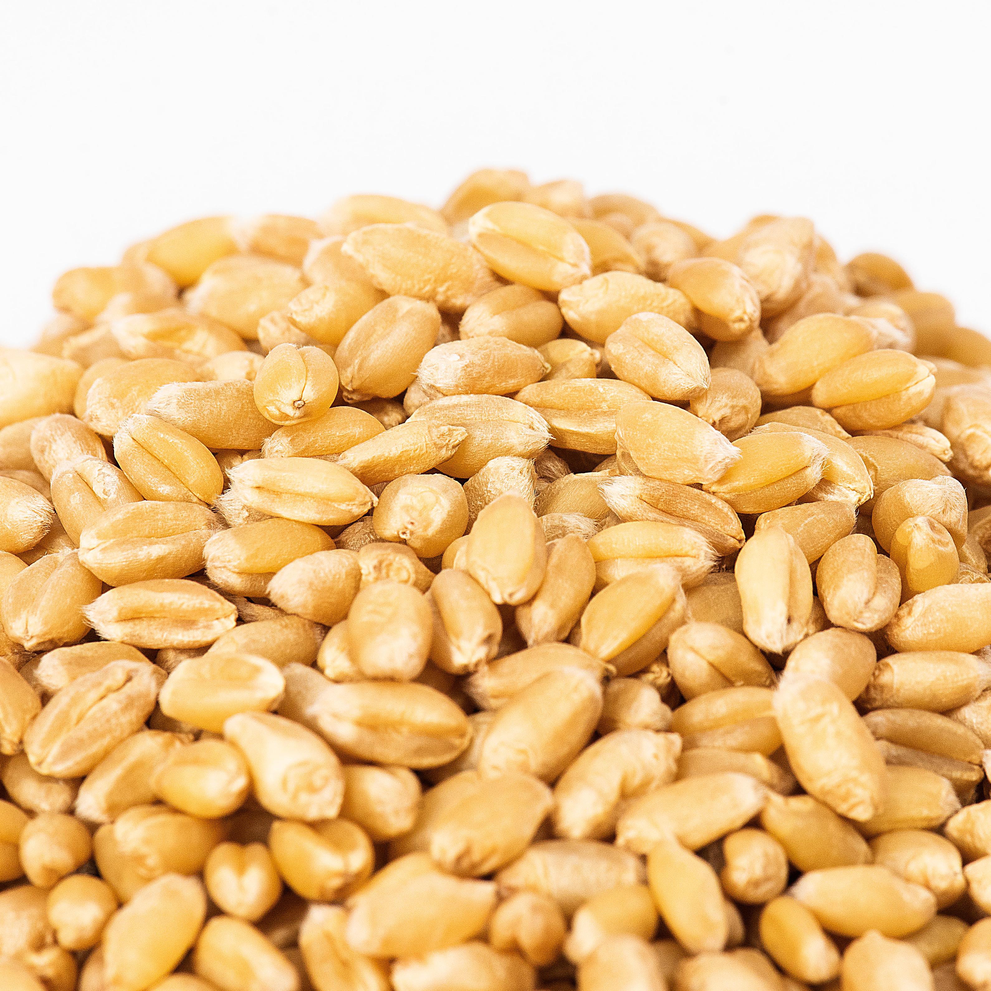 Michu Cat Grass Seed Replacement Pack - The Ultimate Solution for Lush and Healthy Cat Grass Growth in Australia - Image 14