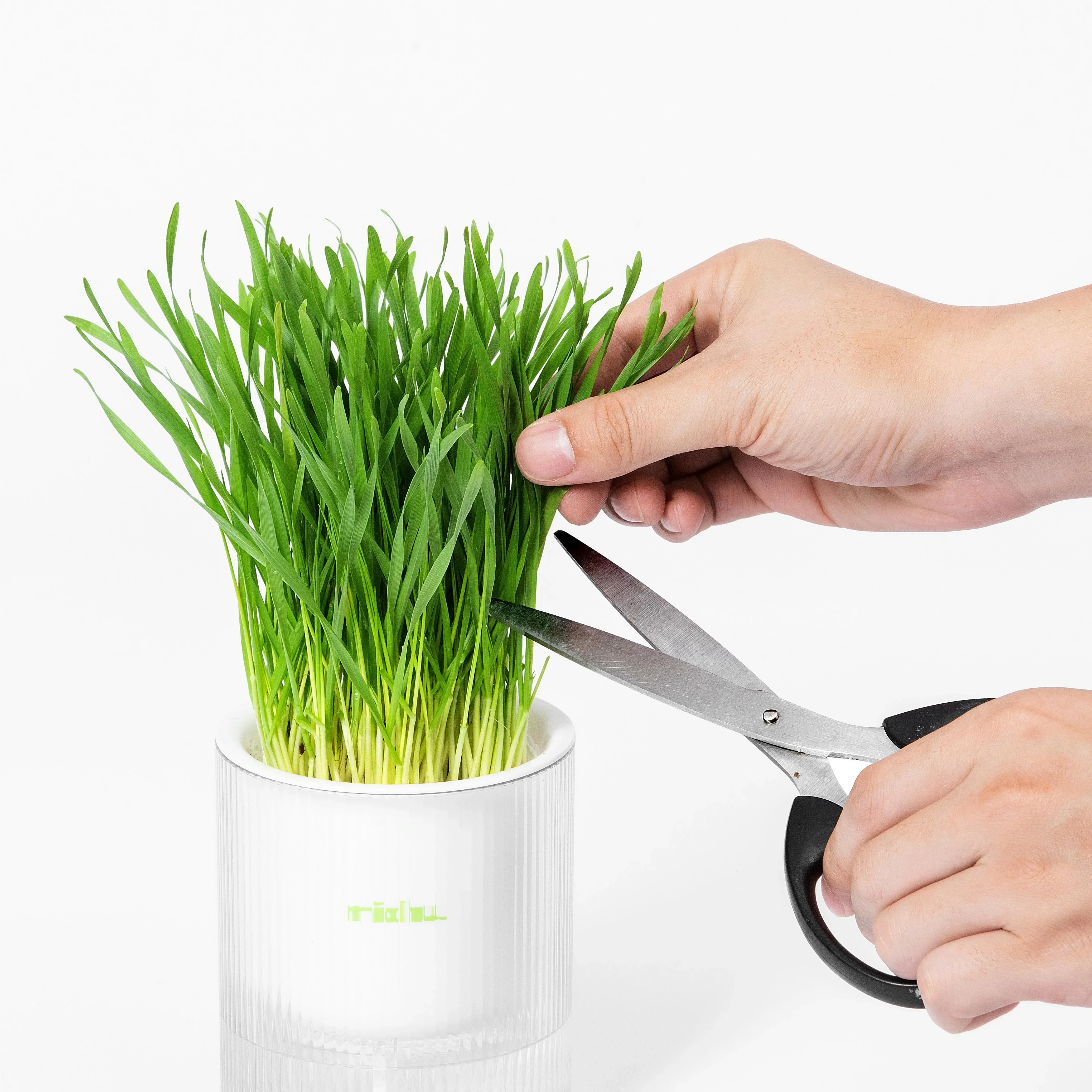 MICHU All-in-One Soil-Free Cat Grass Grow Kit with Australian Seed and Mulch, Made in Australia - Image 5