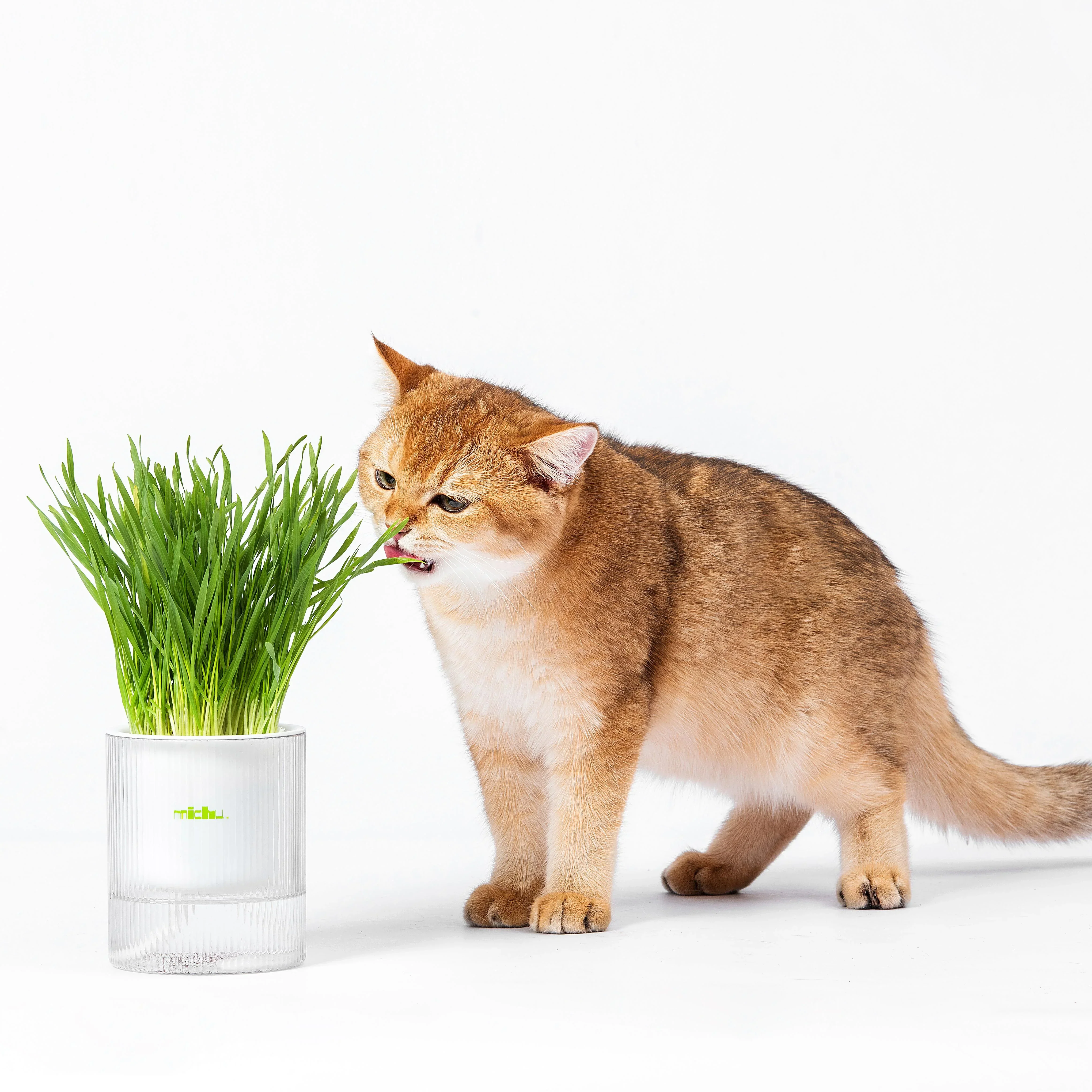 MICHU All-in-One Soil-Free Cat Grass Grow Kit with Australian Seed and Mulch, Made in Australia - Image 7