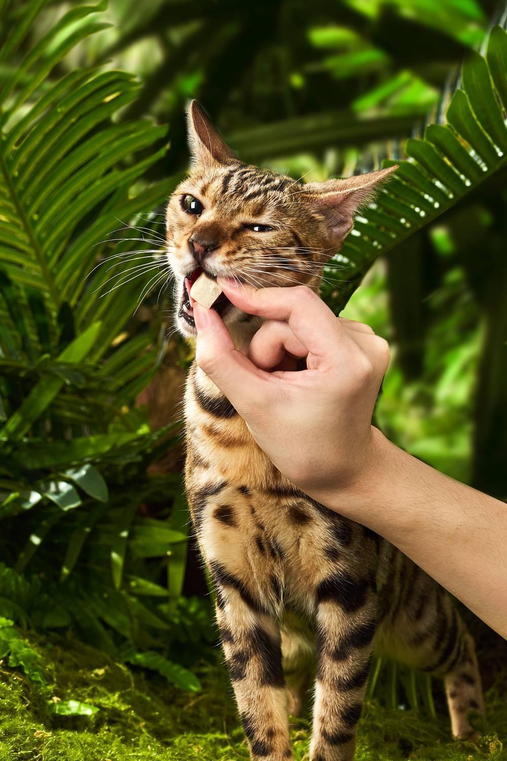 Michu Freeze-Dried Raw Pet Food Dog & Cat Treat 150g - Made in Australia - Image 13