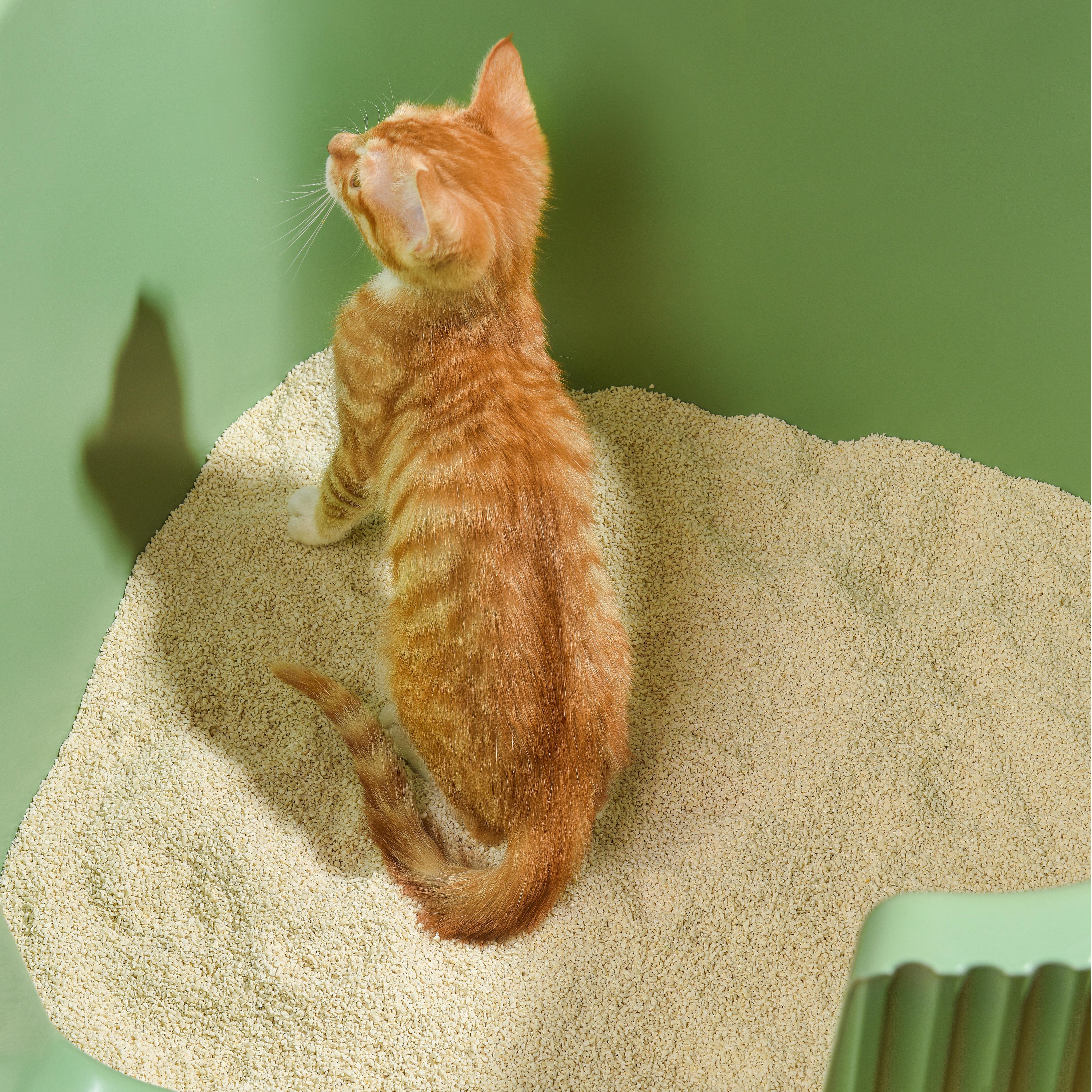 Michu Tofu Cat Litter for Kittens and Small Animals, Natural Crushed Formula, Plant-Based & Safe if Ingested 2.5kg/6L - Image 14