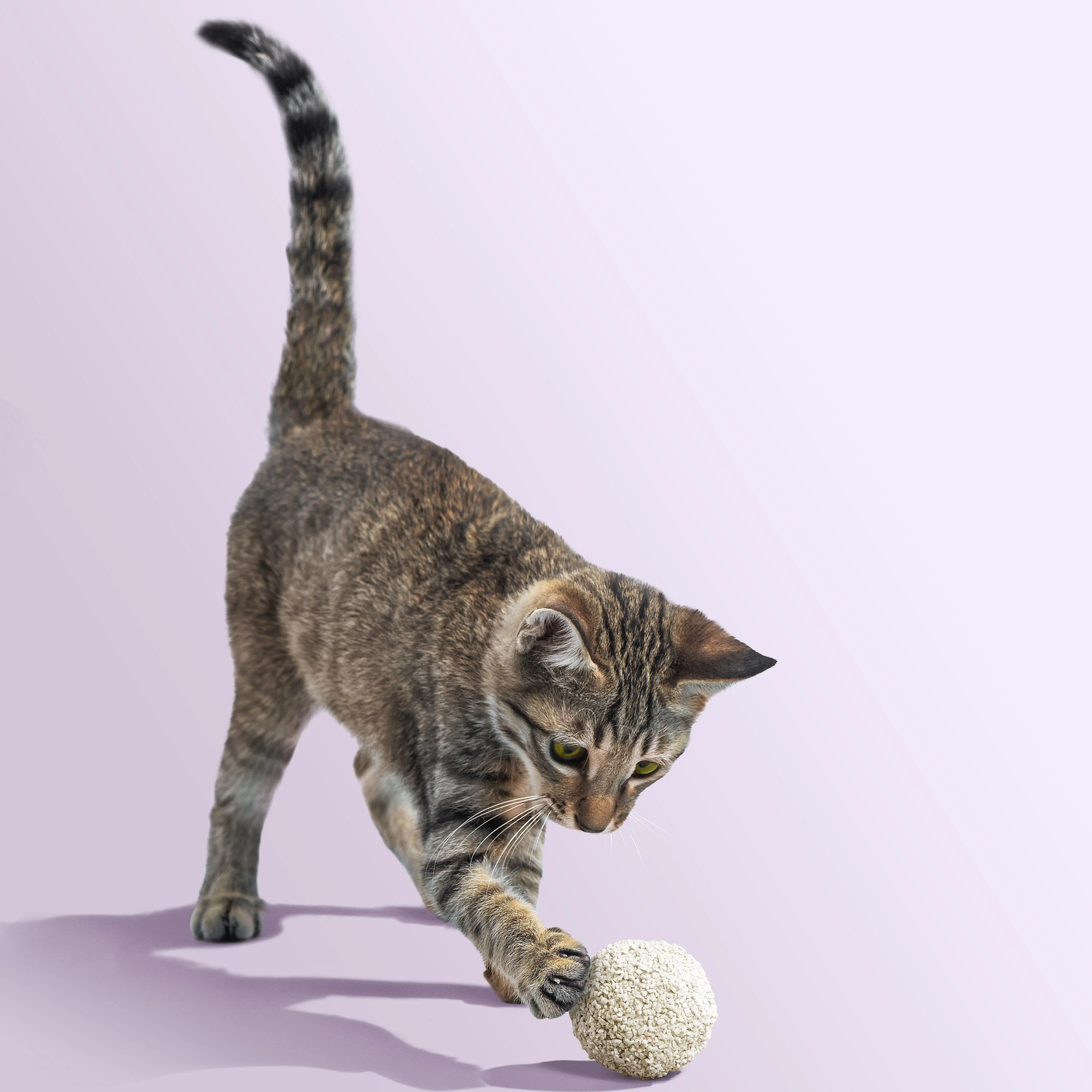 Michu Tofu Cat Litter for Kittens and Small Animals, Natural Crushed Formula, Plant-Based & Safe if Ingested 2.5kg/6L - Image 16