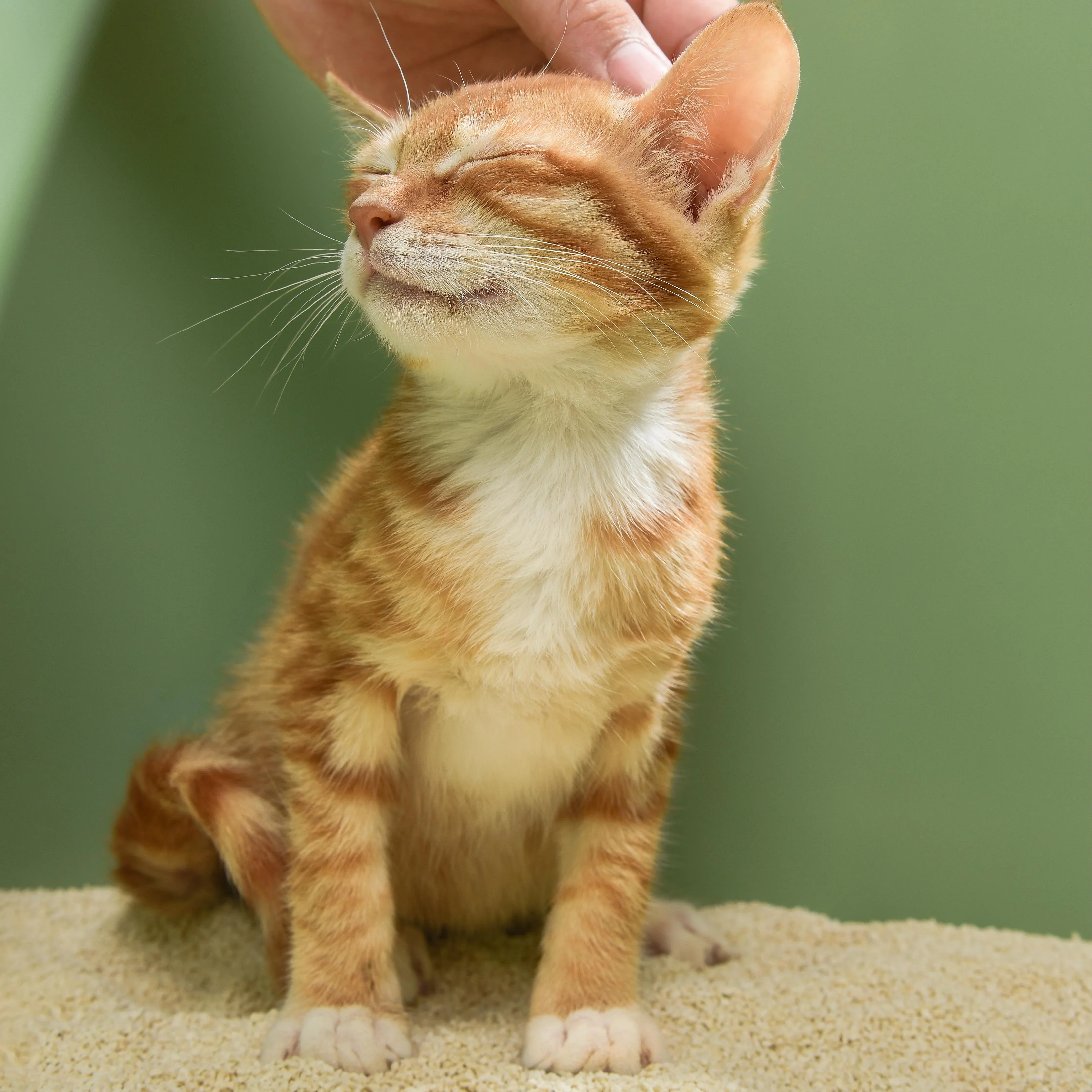 Michu Tofu Cat Litter for Kittens and Small Animals, Natural Crushed Formula, Plant-Based & Safe if Ingested 2.5kg/6L - Image 8